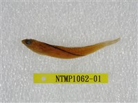 藏品(小骨鰧)的圖片